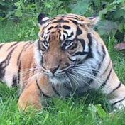 Profile Picture of Janet Hayes (@JanetHayes82) on Youtube