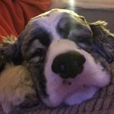 Profile Picture of Ray Gardner (@RayGard31867735) on Twitter