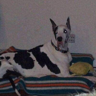 Profile Picture of Bruce Claridge (@brucefinfan) on Twitter