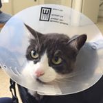 Profile Picture of Joey (@ms.gossett) on Instagram