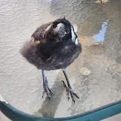 Profile Picture of Jodi Nicholl (@jodinicholl) on Youtube