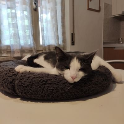 Profile Picture of Daniela Grillo (@DanielaGrillo18) on Twitter