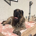 Profile Picture of Danny Meier (@kyrodog1) on Instagram