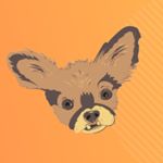 Profile Picture of Chewie the Chi (@chewiethechi) on Instagram