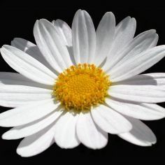 Profile Picture of Kelsey Devine (@kelseyde) on Pinterest