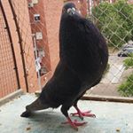 Profile Picture of Manolo🔱 (@jose_parrenor) on Instagram