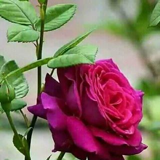 Reyan Ahmed - Facebook Profile Picture of Reyan Ahmed (@reyan.ahmed.14606936) on Facebook