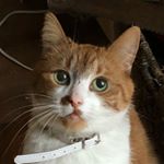 Profile Picture of Ginger Af 🔥 (@gingerahneef) on Instagram