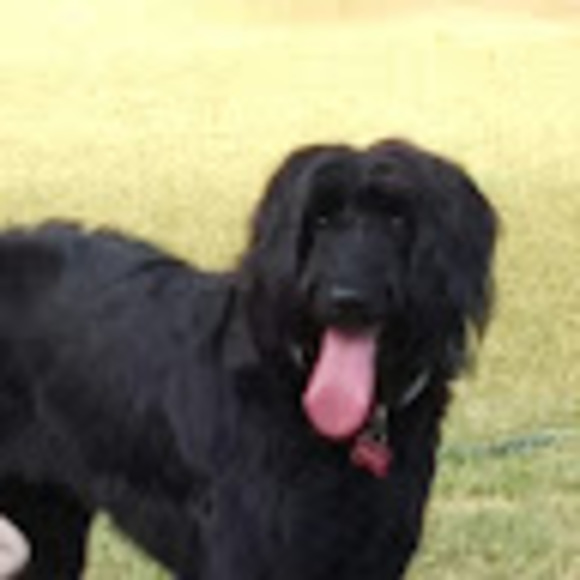 Profile Picture of Zoe Walsh (@zbethwalsh) on Poshmark