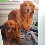 Profile Picture of Dixie And Tilly (@sam.currier) on Instagram