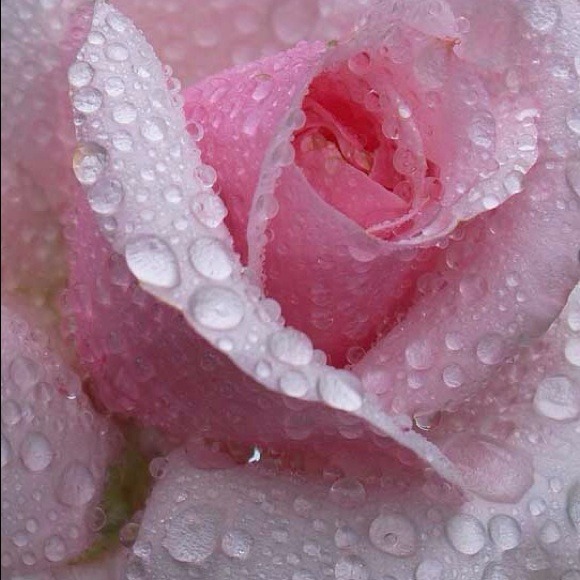 Tanya Hussain - Poshmark Profile Picture of Tanya Hussain (@tselenah) on Poshmark