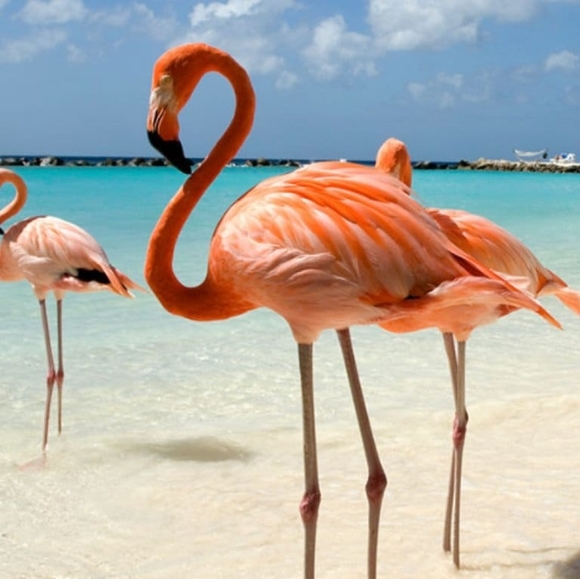 Profile Picture of Pam Hockenbery (@pamh1432) on Poshmark