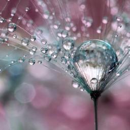 Profile Picture of Elena Tomova (@eletom_tom) on Twitter