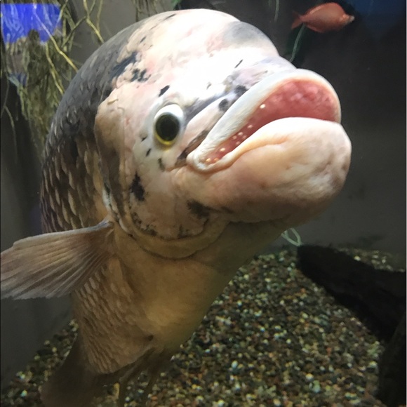 Profile Picture of Madison Michaelis (@mbmichaelis13) on Poshmark