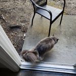 mindy perez - Instagram Profile Picture of mindy perez (@iamagnome_) on Instagram