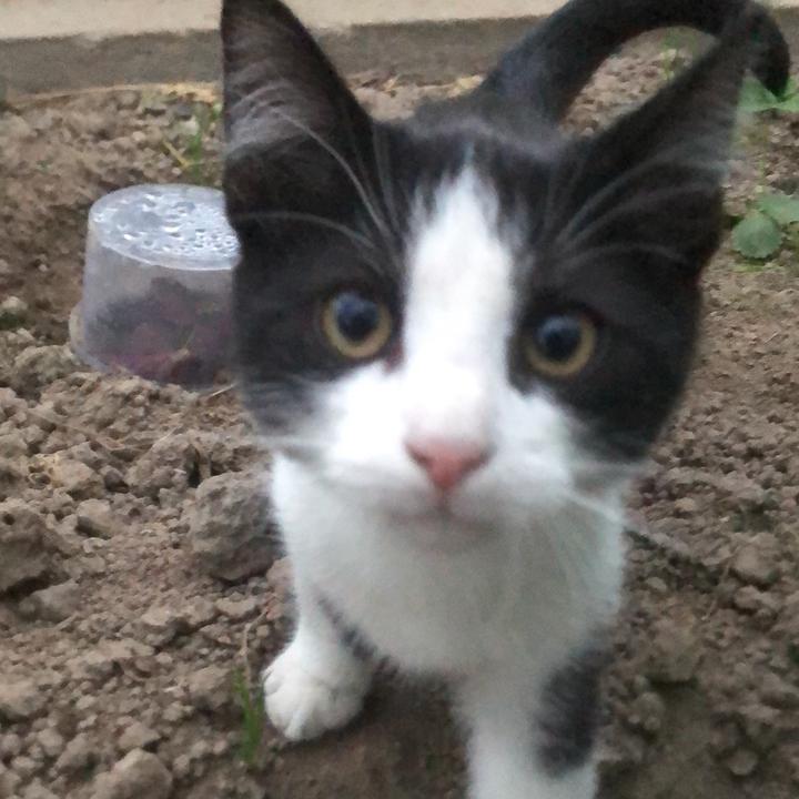 Profile Picture of itz_dawitka2040 (@davidschneider307) on Tiktok