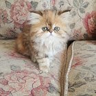 Profile Picture of Adam_gam!ngYT (@NgytGam) on Twitter