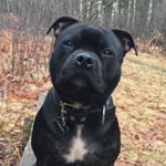 Profile Picture of F R A N K 🐶 (@frankstaffy) on Instagram