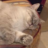 Profile Picture of Bertrand Devineau (@bdevineau3411) on Pinterest