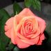 Profile Picture of Jean Abrams (@jean.abrams.3) on Facebook
