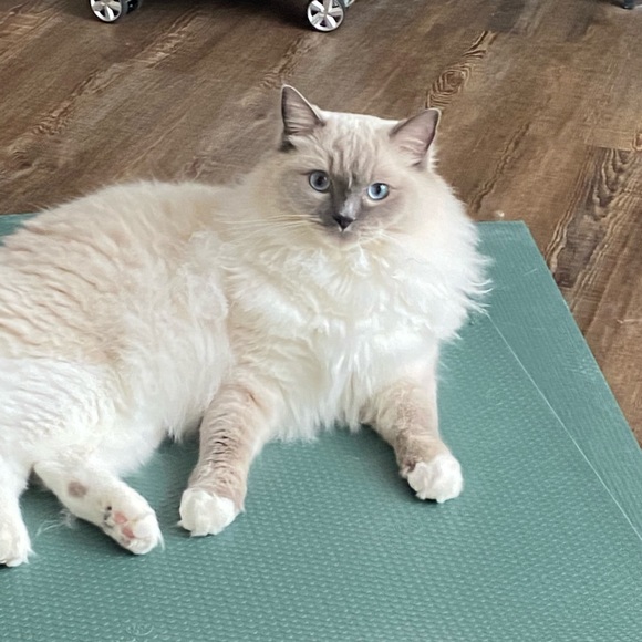 Profile Picture of Jingyi Ren (@jiiing168) on Poshmark