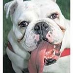 Profile Picture of Mike Pulaski (@mike.pulaski) on Instagram