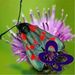 Profile Picture of Paula Coppinger Verrall (@ploddy7) on Pinterest