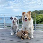 Profile Picture of リリー & ルーナ (@lily.luna.life) on Instagram