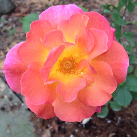 Profile Picture of Lynn Cattell (@loveron) on Poshmark