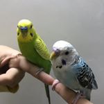 Profile Picture of گری و لری مرغ عشق های من (@gary_and_larry_my_love_chicken) on Instagram
