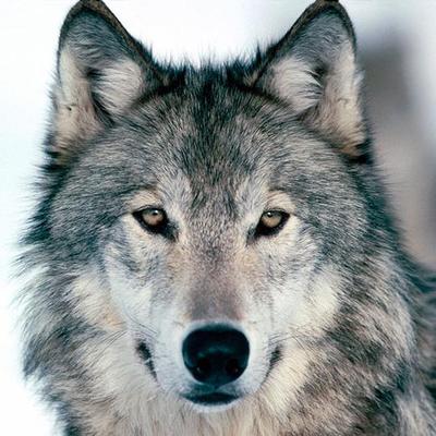 Profile Picture of Dan Attard ن (@ysengrin29) on Twitter