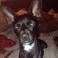 Profile Picture of Brandon Green (@grebrandon) on Pinterest