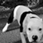 Profile Picture of Julia Vesterlund (@beaver-ray) on Flickr