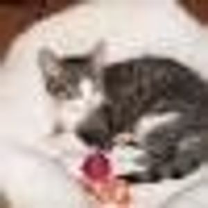 Profile Picture of Daniel Bouchard (@382982021) on Myspace