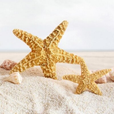 Alex Ivkov - Twitter Profile Picture of Alex Ivkov (@@ArsenLypon) on Twitter