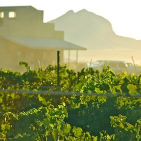 Profile Picture of Kent Callaghan (@callaghanvines) on Pinterest