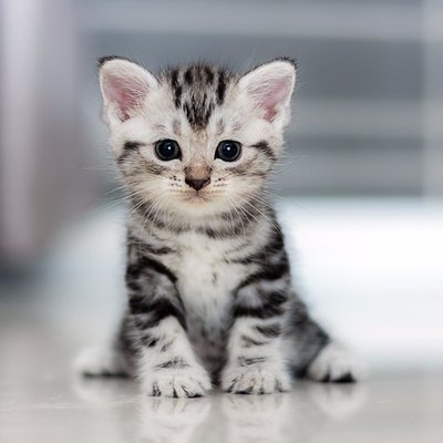 Profile Picture of SishTaouk (@SishTaouk) on Twitter