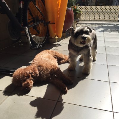 Profile Picture of Danny Chu (@dannychu1234) on Twitter