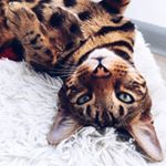 S H E L D O N 🐯 - Instagram Profile Picture of S H E L D O N 🐯 (@sheldon_bengal) on Instagram