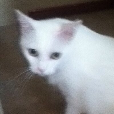 Profile Picture of Bianca Peterson (@biancamarie2000) on Twitter