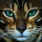 Profile Picture of Ccetrone (@ccetrone) on Flickr