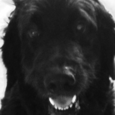 Profile Picture of David De Rim (@WolfGamingSTEAM) on Twitter