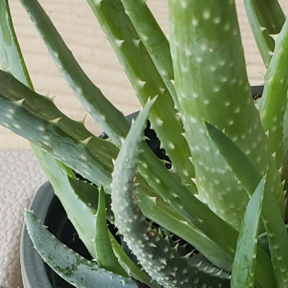 Profile Picture of Jodie Crowe (@jodie79us) on Poshmark