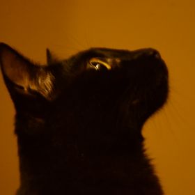 Profile Picture of Daniela Puentes (@rousan05) on Pinterest