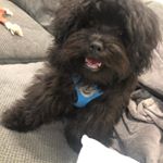 Profile Photo of Benito Estrada Partolan 🐾 (@benito_yorkiepoo) on Instagram