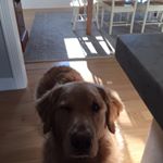 Profile Picture of Colette Marchant (@marchantcolette) on Instagram