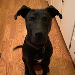 Profile Picture of Roscoe The Dog (@roscoeboy.dog) on Instagram