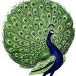 Profile Picture of Donna Harper (@harperpeople) on Instagram