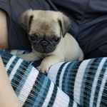 Profile Picture of Darlene O'Keefe (@penelopethepug17) on Instagram