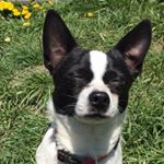 Profile Picture of Travis Small (@cybersquirtle12) on Instagram